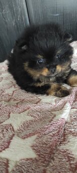 Pomeranian