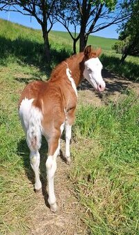 Quarter horse hrebecek, double register