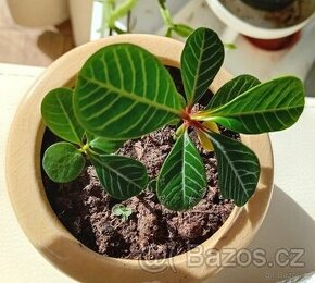 Euphorbia leuconeura