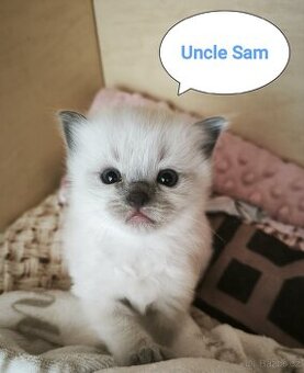 Ragdoll koťátko kocourek Uncle Sam