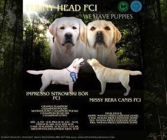 Štěňata labradorského retrívra od FCI GRAND CHAMPION