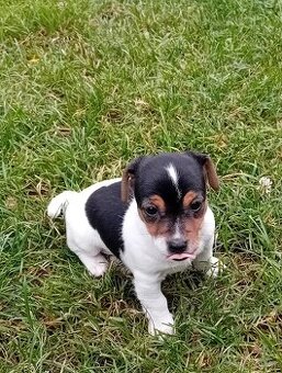 Na prodej Poslední fenečka jack russel teriera