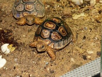 Želva pardálí (Stigmochelys pardalis)