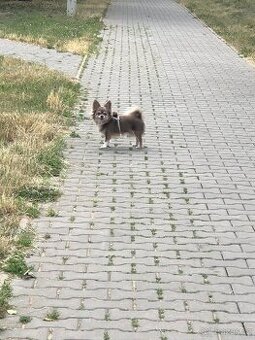 Čivava Lila Bing