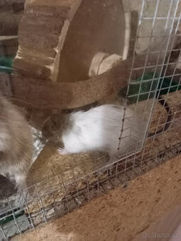 Mládě Osmák degu