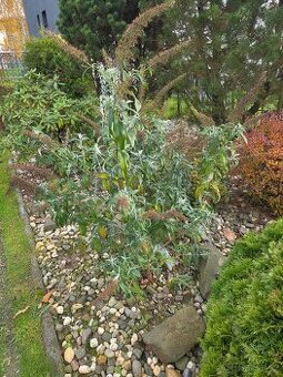 Komule davidova - motýlí keř