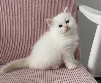 Sibiřská kočka - Něvská maškaráda s PP