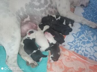 Stafordširský bulteriér