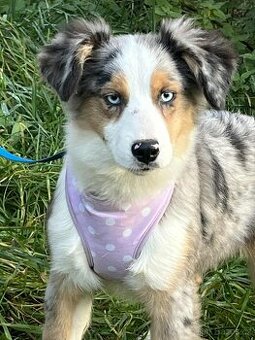 Miniaturní americký ovčák- štěnata. kluci s PP v barvě