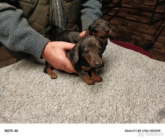 Trpasličí jezevčík