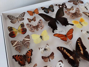 Prosklená vitrína s motýly