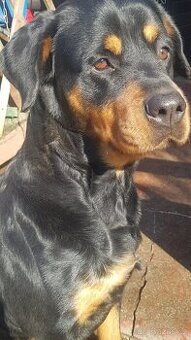 Rotvajler - HLEDÁME ŽENICHA