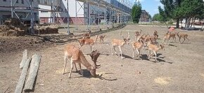 Daňčí zvěř, odstřel trofejové zvěře v oboře