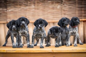 Štěňata Německého krátkosrstého ohaře