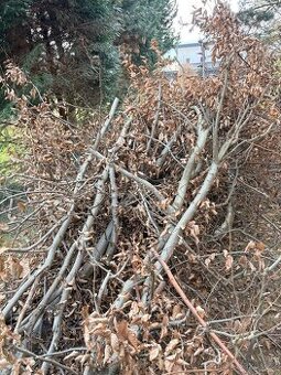 daruji za odvoz pokaceny bukovy plot