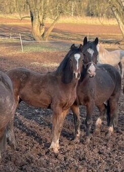 Welsh part bred hřebeček