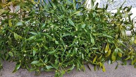 Prodám krásné jmelí na dekorace, do kytic apod.