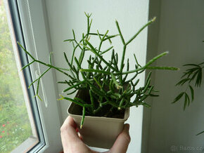 Rhipsalis - pokojová rostlina