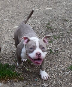 American Bully Pocket s PP