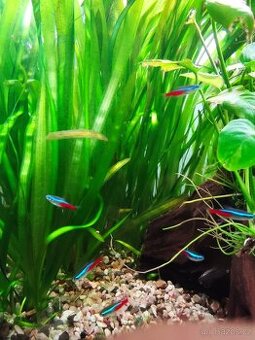 Zákrutichy, Vallisneria