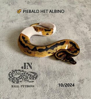 Krajta královská (Python regius)