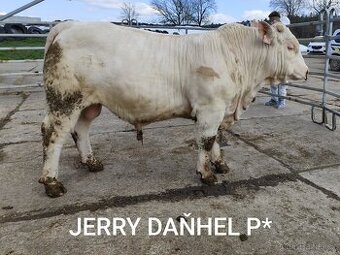 Bezrohý plemenný býk Charolais