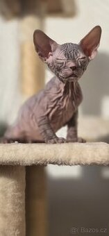 DON Sphynx