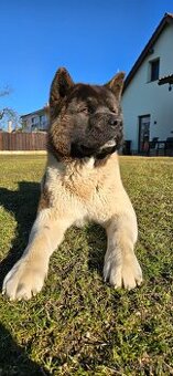 Krytí Americká akita - 1