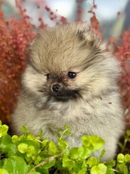 Pomeranian