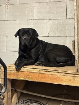 Cane Corso s PP, 2,5 roku