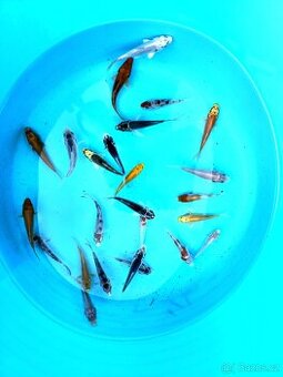 Koi kapr 5-10cm