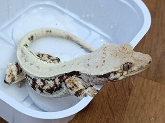 Pagekon řasnatý samice Lilly White 38g