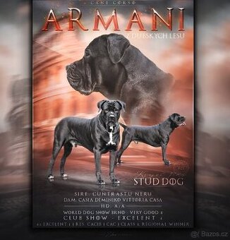 Krytí - Cane Corso