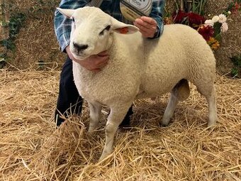 Plemenný beran Texel - prodej