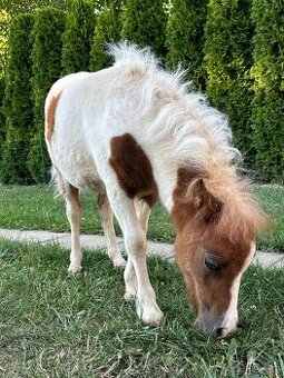 Shetland pony