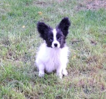 Papillon s PP