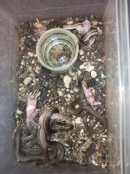 Pantherophis guttatus, Boaedon lineatus, fuliginosus black