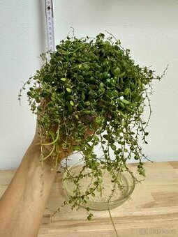 Peperomia prostrata želvičky, pokojová květina