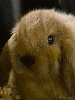 Zakrslý králíček beranek