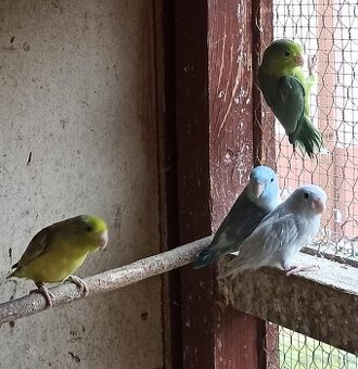 Papoušek šedokřídlí