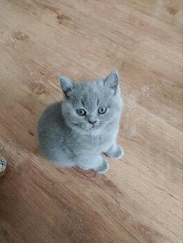 Britská modrá koťata