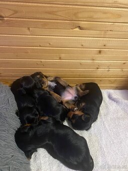 Jorkšírský teriér bez PP