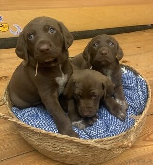 Krásná stenata - 1