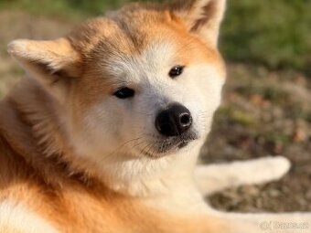 Akita Inu