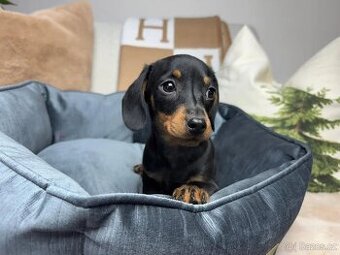 Jezevčík hladkosrstý trpasličí bez PP