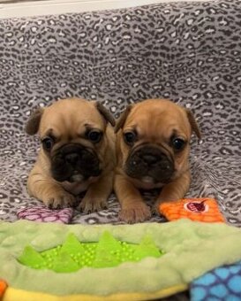 Francouzský buldoček bez PP