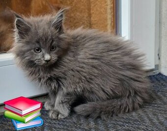 Mainská mývalí - 1