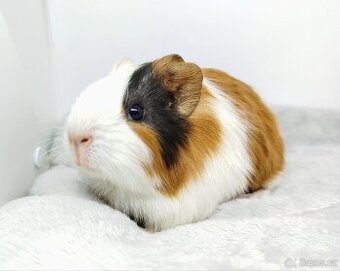 Morče, Morčata, Morčátko - POLLY