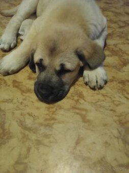 Prodám Cane Corso 3 měs očkování odčervení