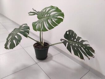 Monstera Olomouc